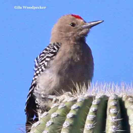 Gila Woodpecker 0811.jpg
